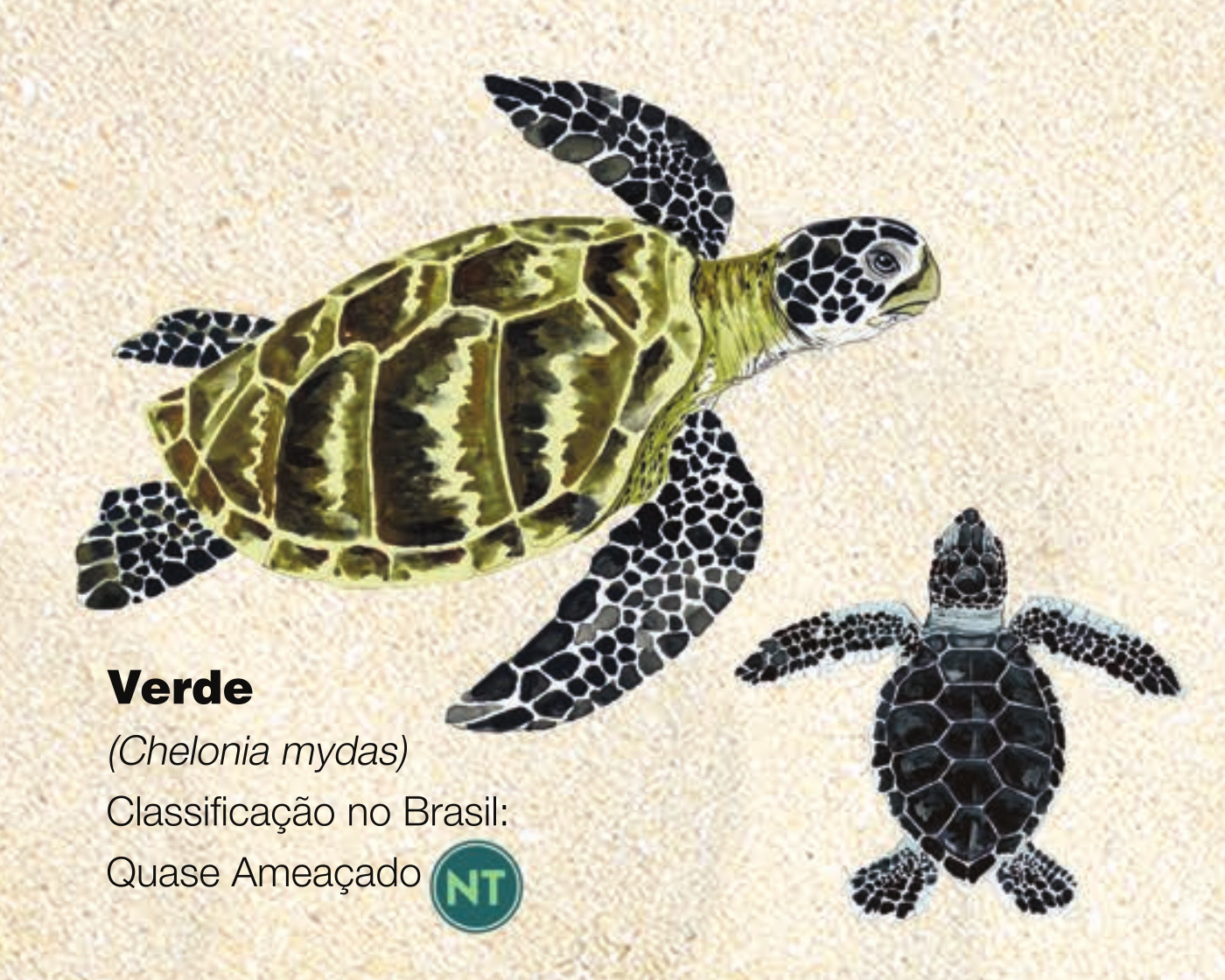 Conheça as Tartarugas Marinhas — Instituto Chico Mendes de Conservação ...